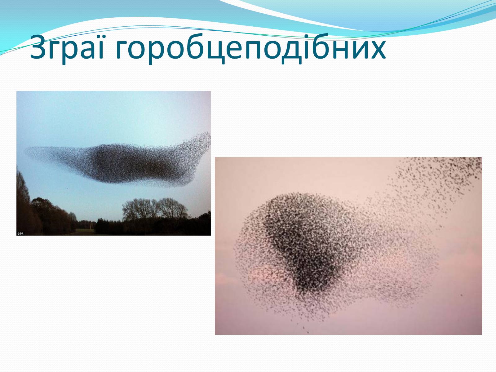 Презентація на тему «Перелітні птахи» - Слайд #19 Презентація на тему «Перелітні птахи» - Слайд #19