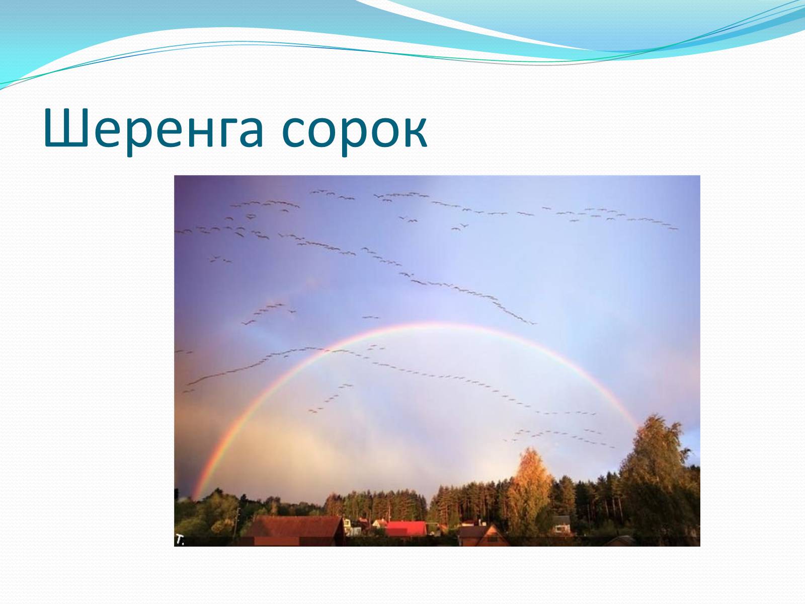 Презентація на тему «Перелітні птахи» - Слайд #21 Презентація на тему «Перелітні птахи» - Слайд #21