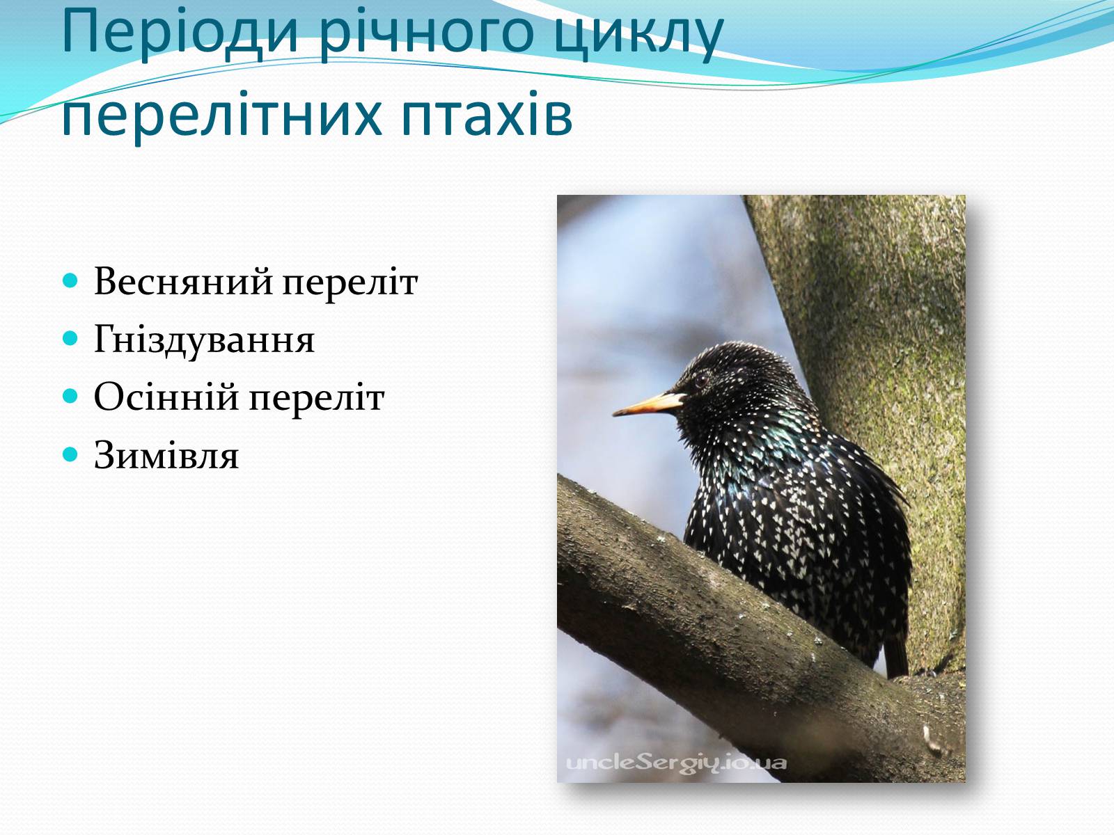 Презентація на тему «Перелітні птахи» - Слайд #3 Презентація на тему «Перелітні птахи» - Слайд #3