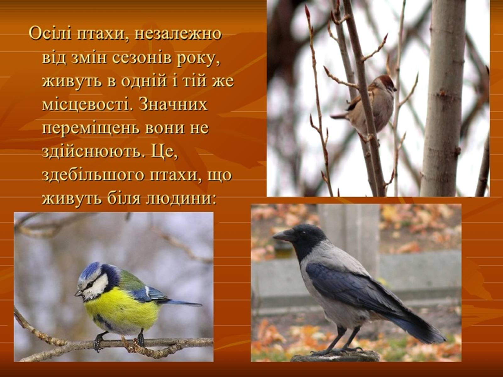 Презентація на тему «Перелітні птахи» - Слайд #7 Презентація на тему «Перелітні птахи» - Слайд #7