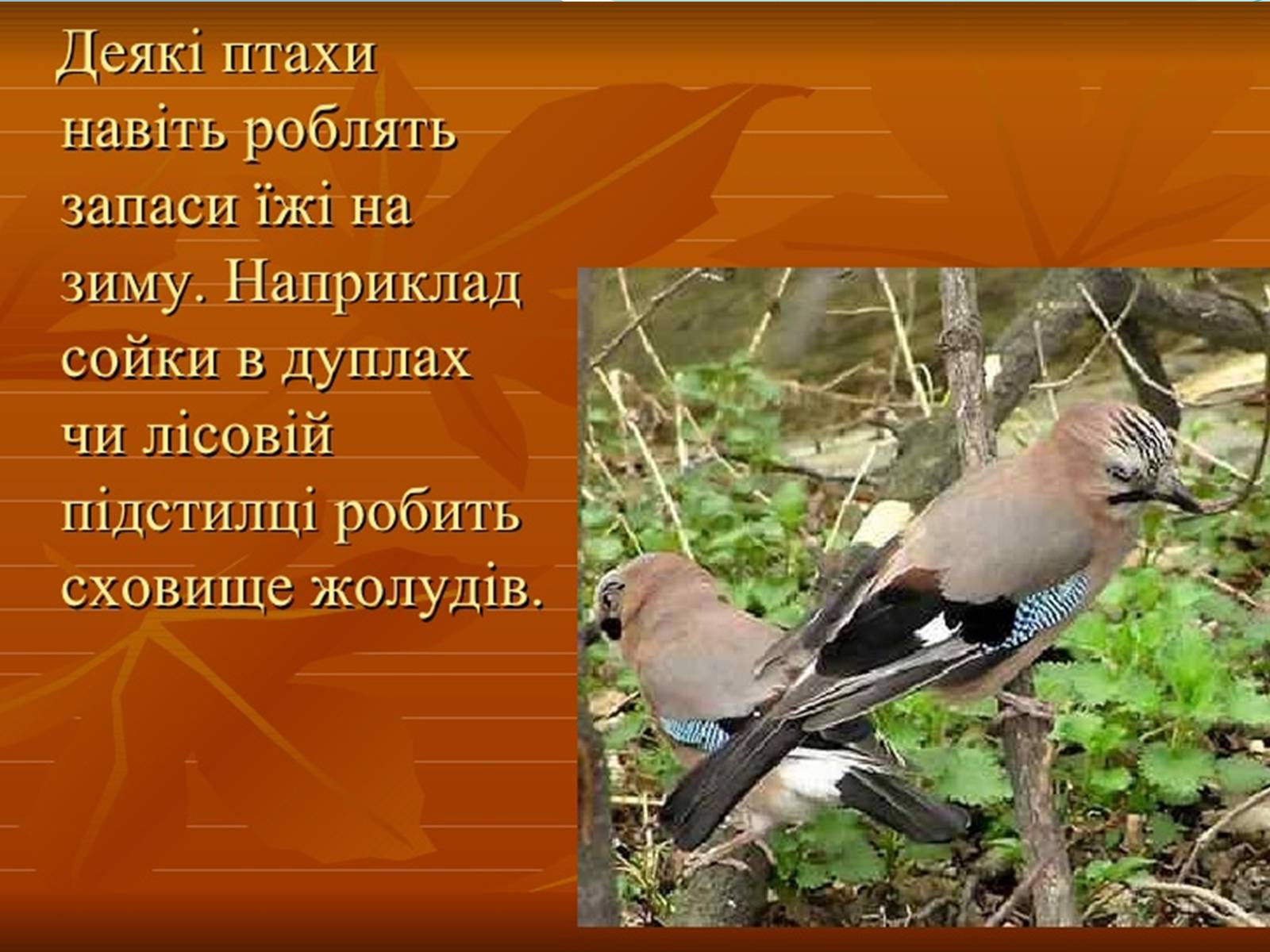 Презентація на тему «Перелітні птахи» - Слайд #8 Презентація на тему «Перелітні птахи» - Слайд #8
