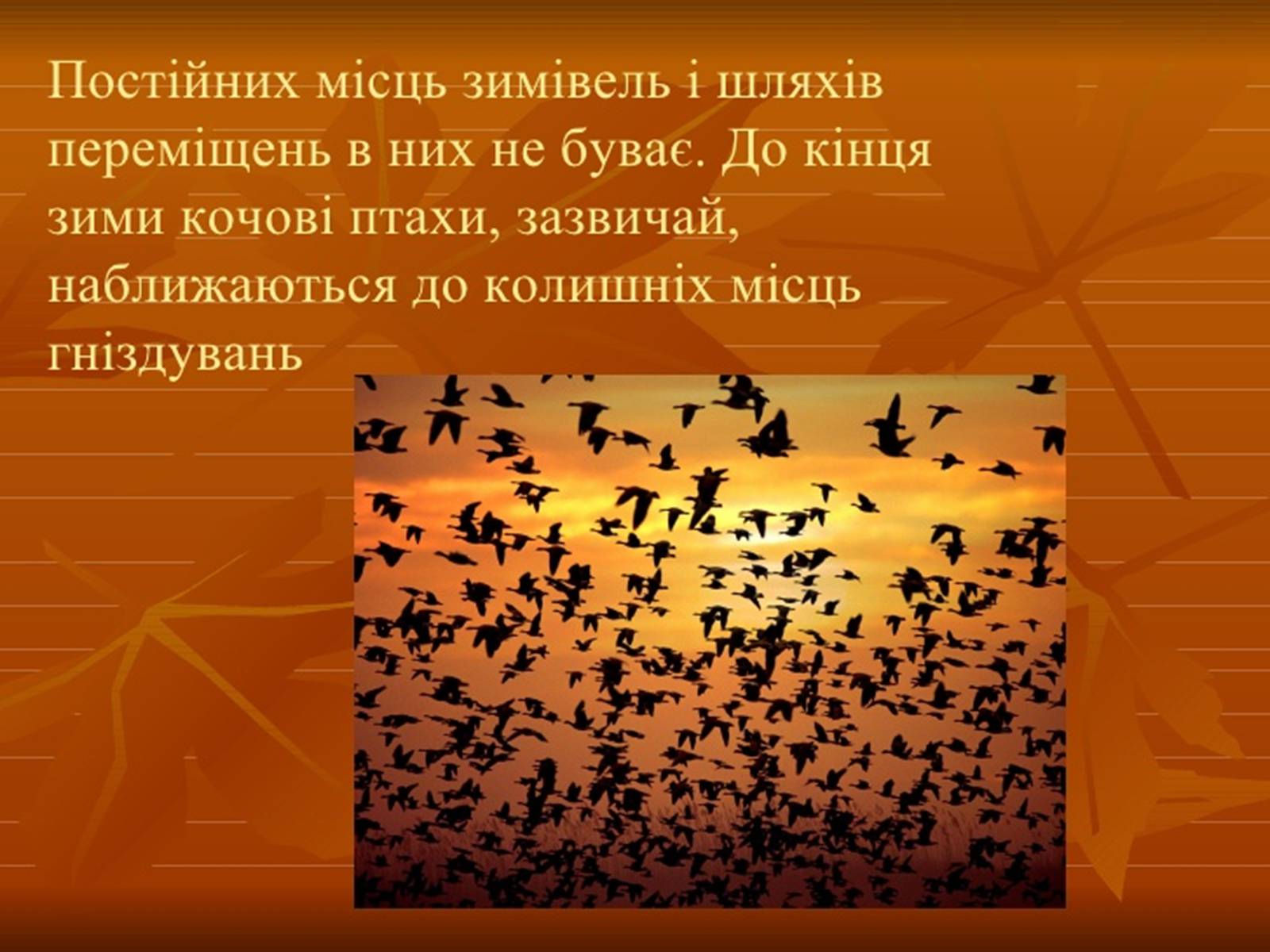Презентація на тему «Перелітні птахи» - Слайд #9 Презентація на тему «Перелітні птахи» - Слайд #9