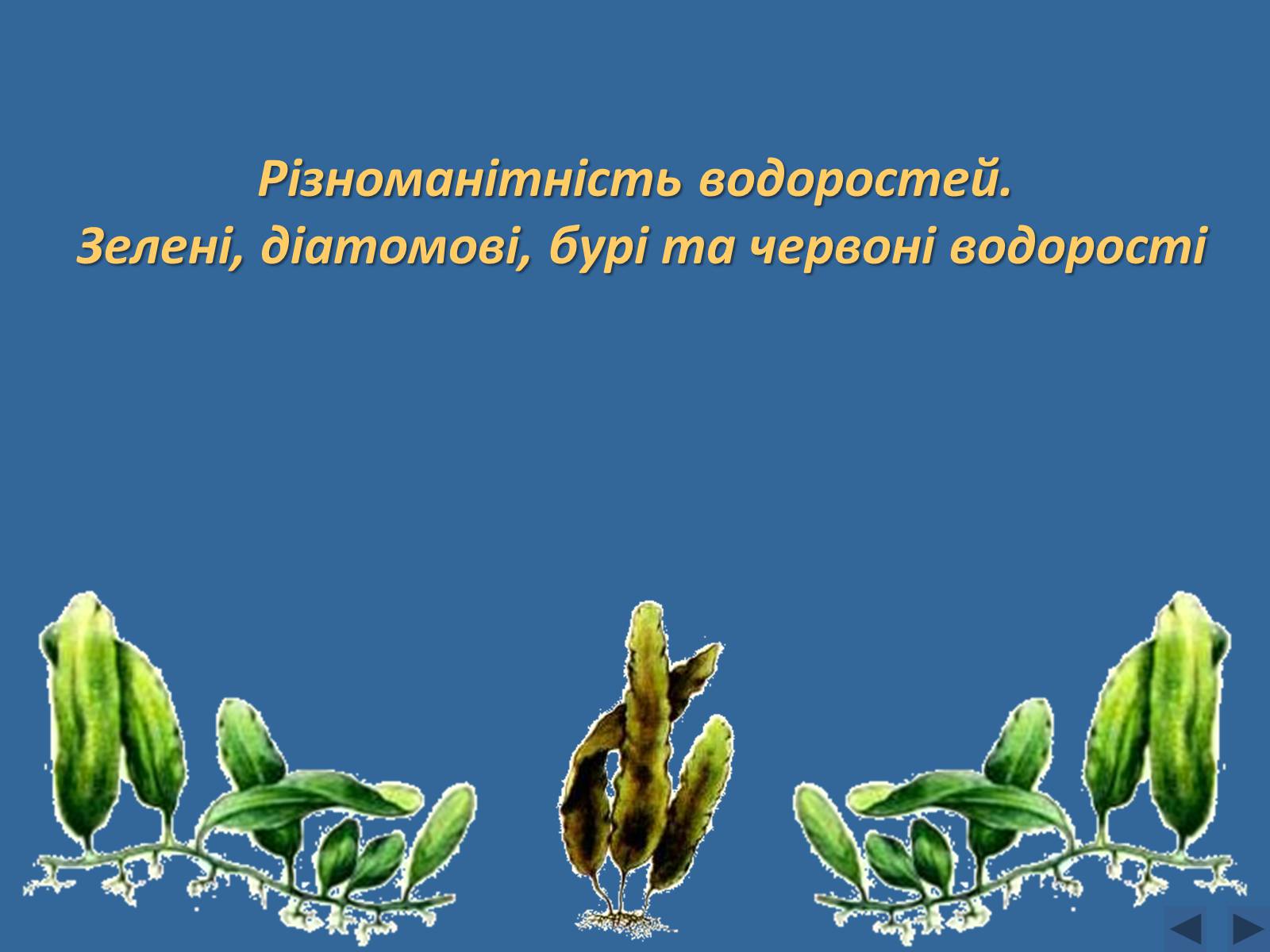 Презентація на тему «Різноманітність водоростей» - Слайд #1