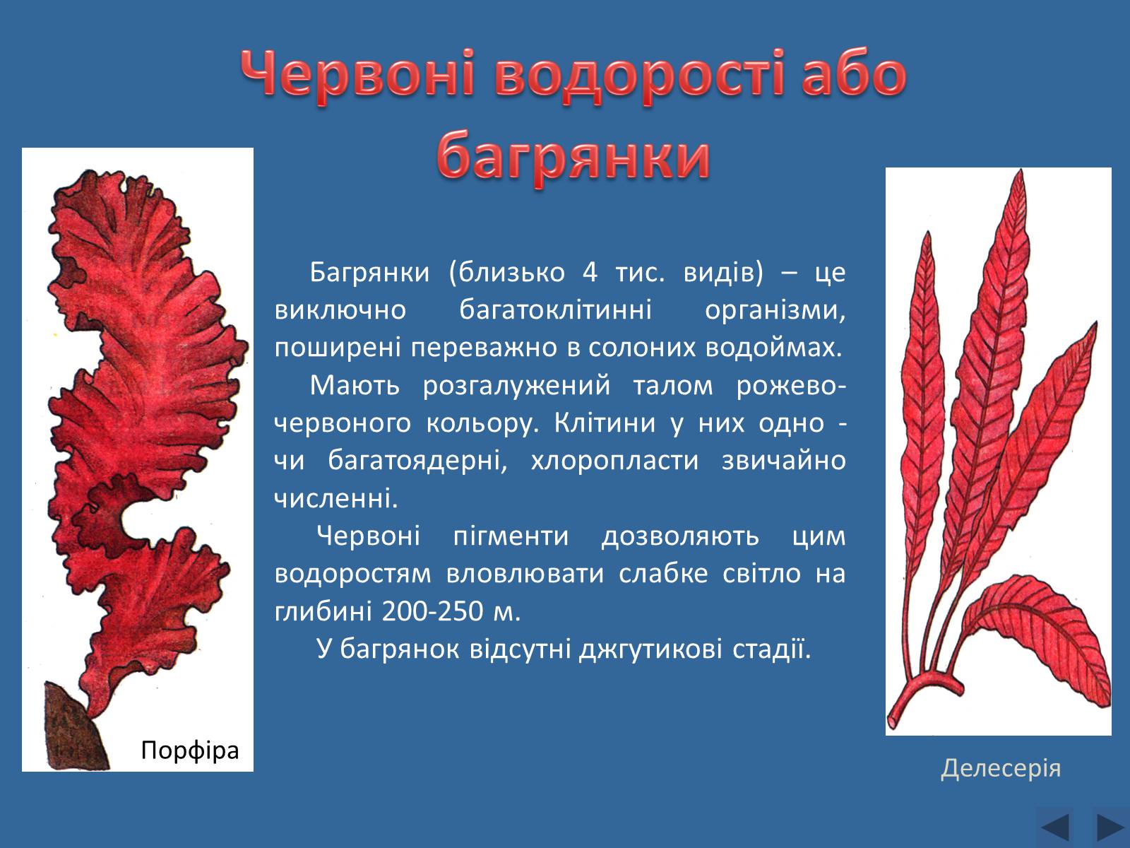 Презентація на тему «Різноманітність водоростей» - Слайд #8