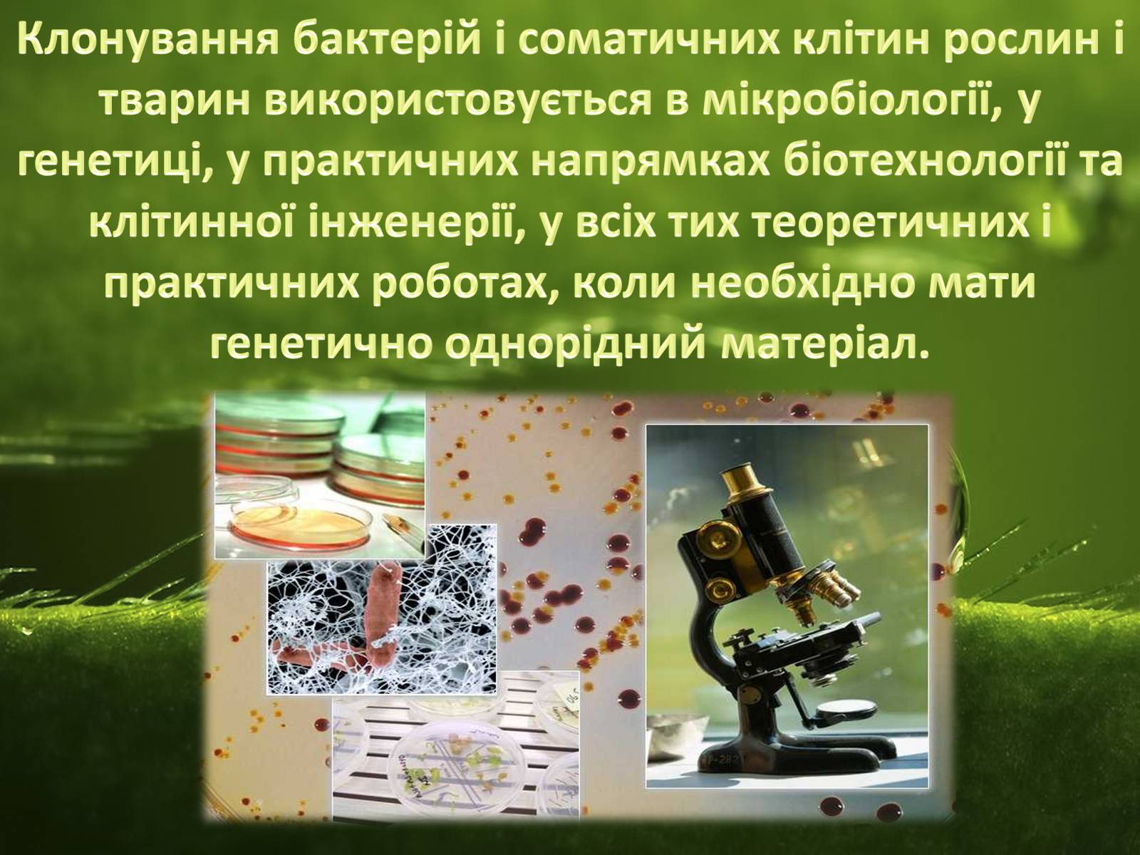 Презентація на тему «Клонування» (варіант 8) - Слайд #11 Презентація на тему «Клонування» (варіант 8) - Слайд #11