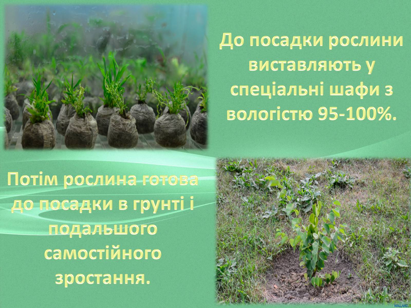 Презентація на тему «Клонування» (варіант 8) - Слайд #14 Презентація на тему «Клонування» (варіант 8) - Слайд #14