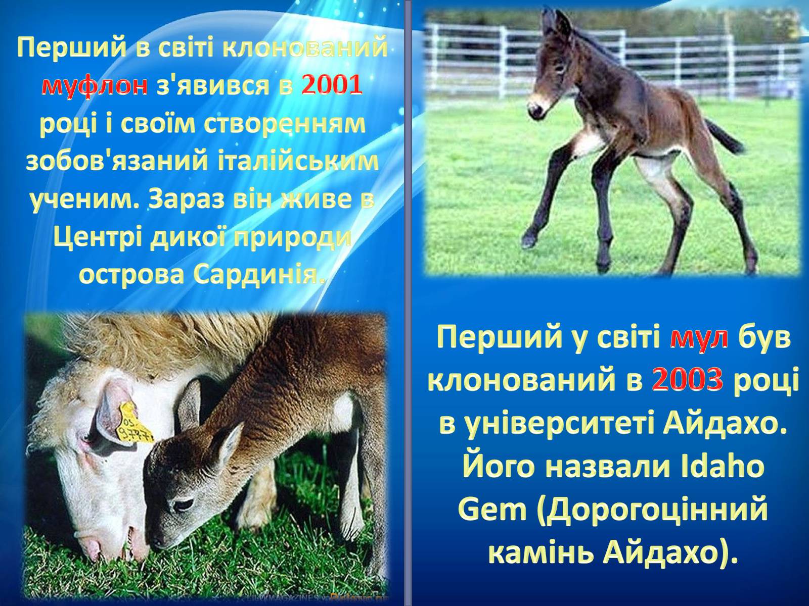 Презентація на тему «Клонування» (варіант 8) - Слайд #18 Презентація на тему «Клонування» (варіант 8) - Слайд #18