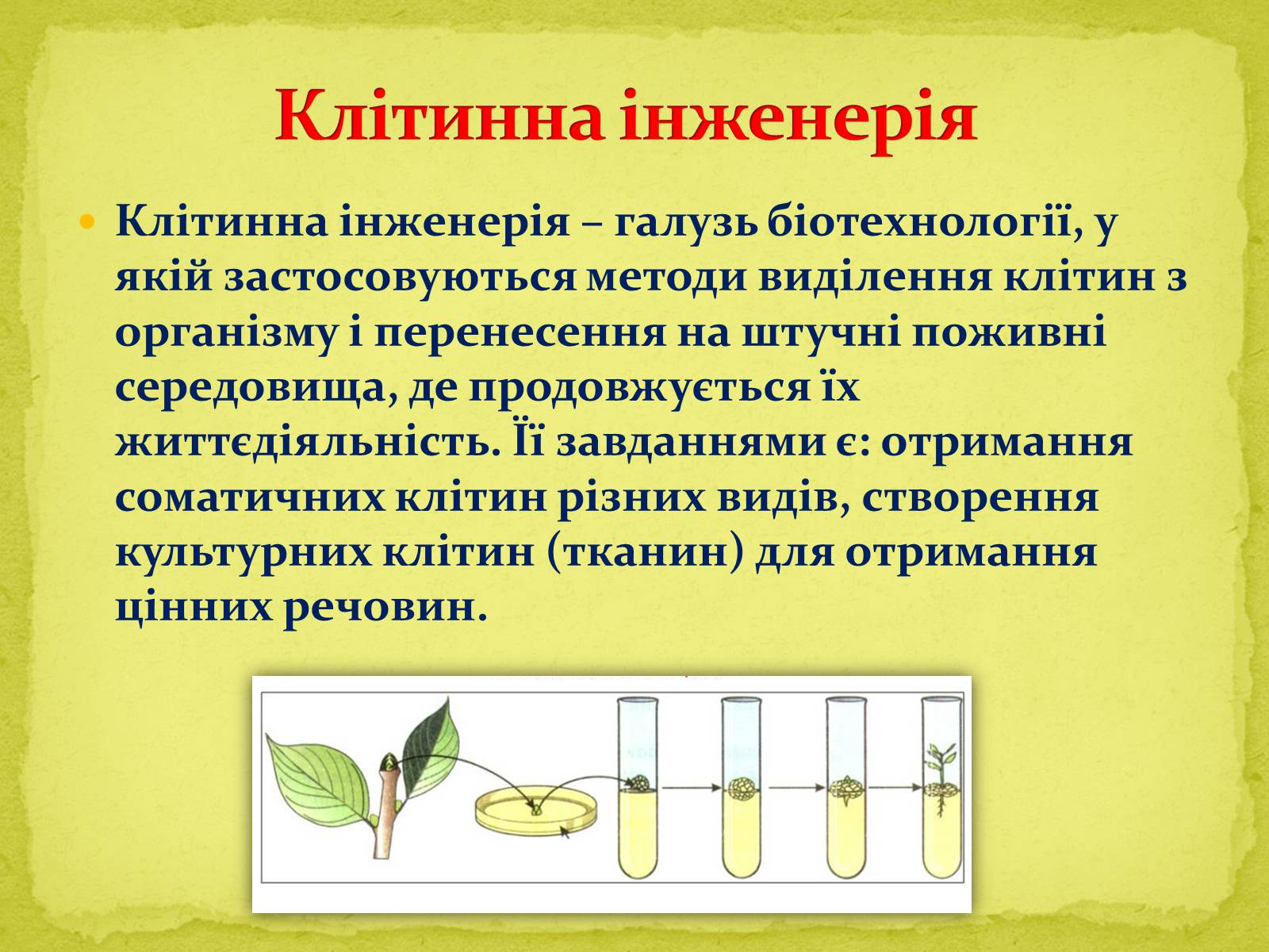 Презентація на тему «Біотехнології, завдання та методи генної та клітинної інженерії, клонування» - Слайд #16 Презентація на тему «Біотехнології, завдання та методи генної та клітинної інженерії, клонування» - Слайд #16