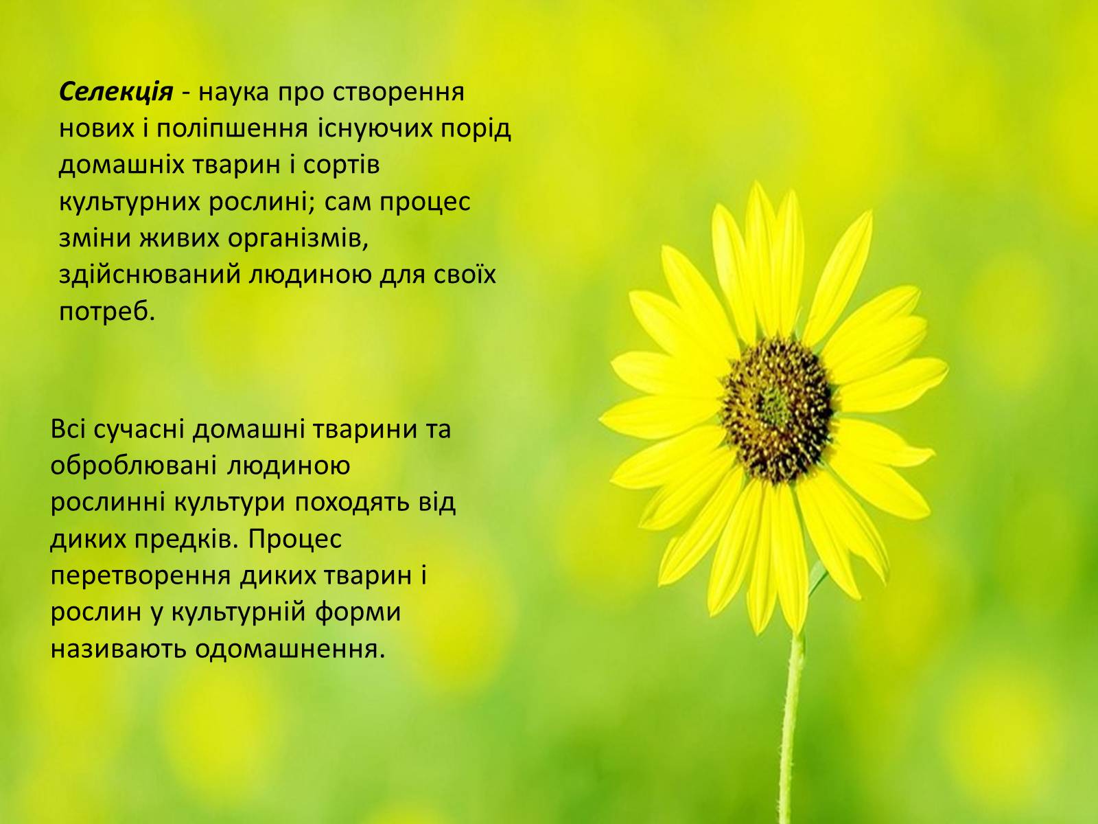 Презентація на тему «Селекція» (варіант 7) - Слайд #2 Презентація на тему «Селекція» (варіант 7) - Слайд #2