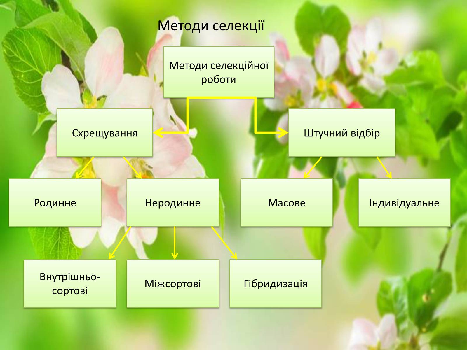 Презентація на тему «Селекція» (варіант 7) - Слайд #5 Презентація на тему «Селекція» (варіант 7) - Слайд #5