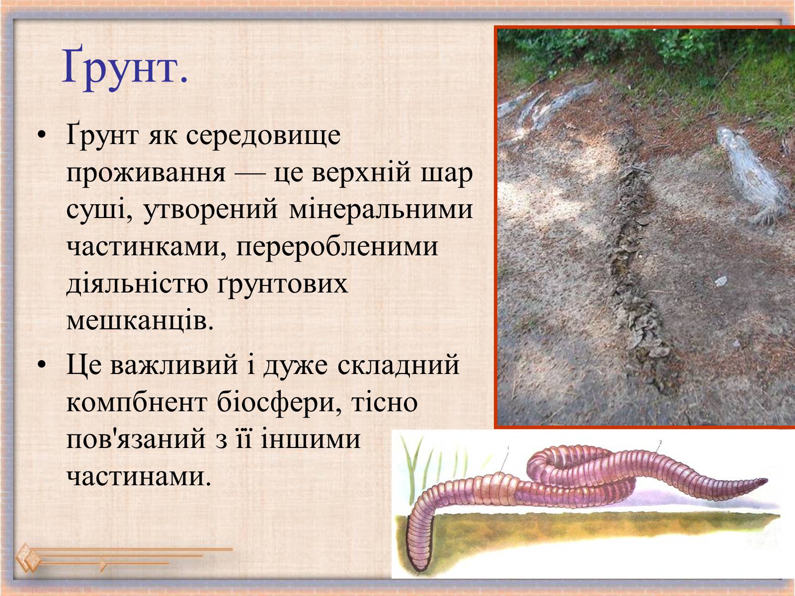Презентація на тему «Середовища існування тварин» - Слайд #13 Презентація на тему «Середовища існування тварин» - Слайд #13