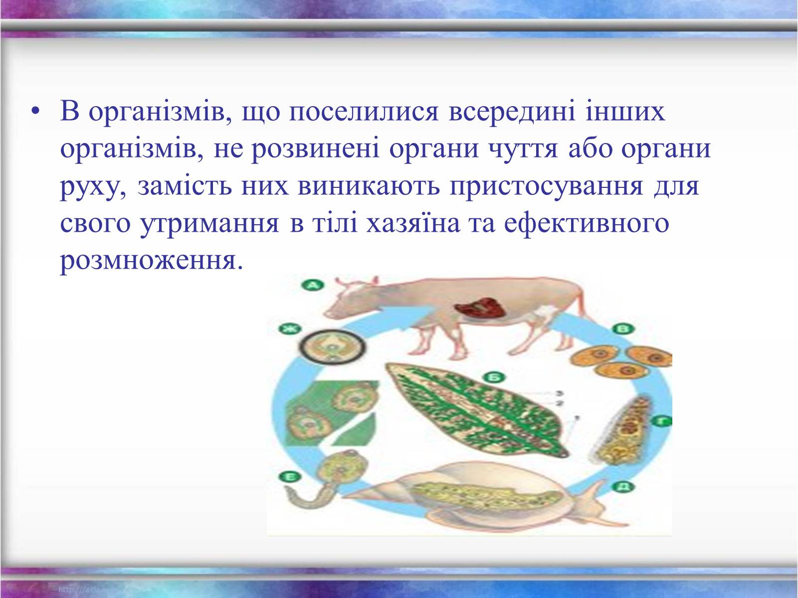 Презентація на тему «Середовища існування тварин» - Слайд #16 Презентація на тему «Середовища існування тварин» - Слайд #16