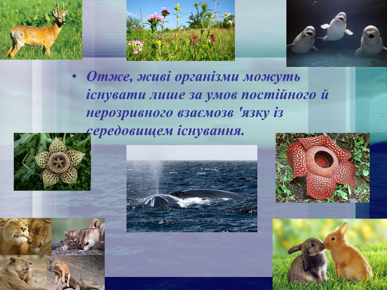 Презентація на тему «Середовища існування тварин» - Слайд #21 Презентація на тему «Середовища існування тварин» - Слайд #21