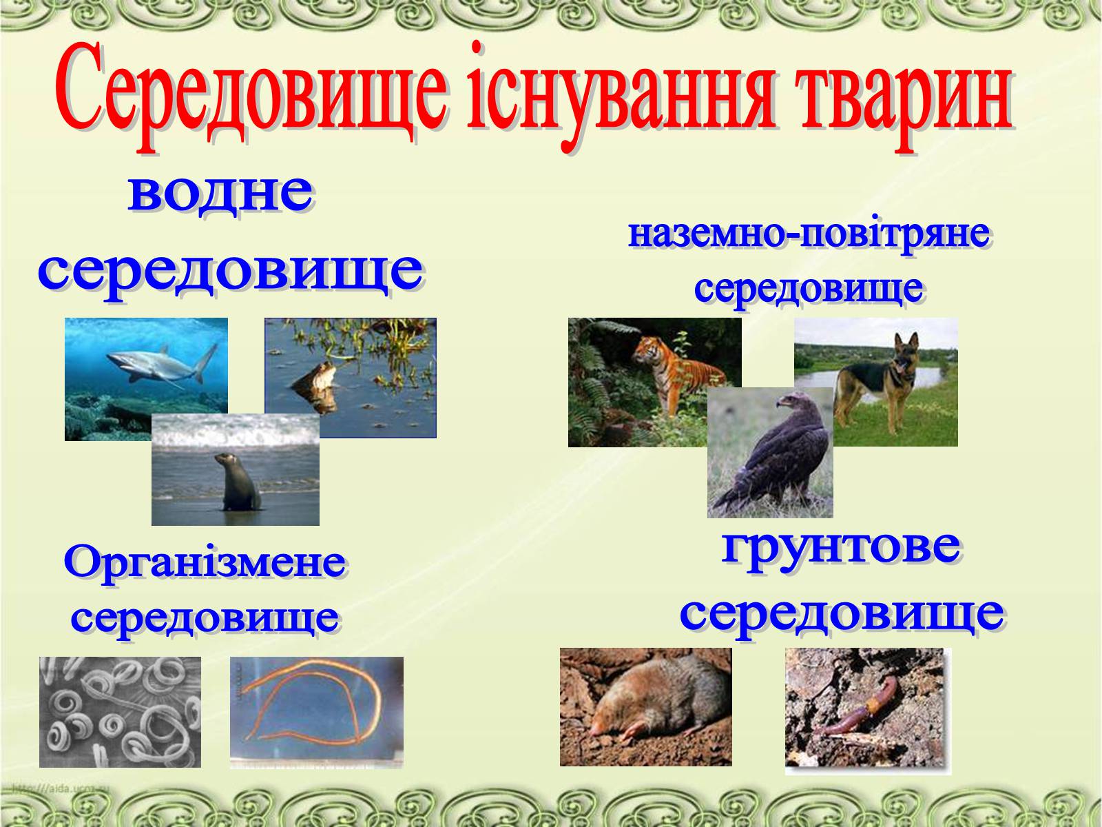 Презентація на тему «Середовища існування тварин» - Слайд #6 Презентація на тему «Середовища існування тварин» - Слайд #6