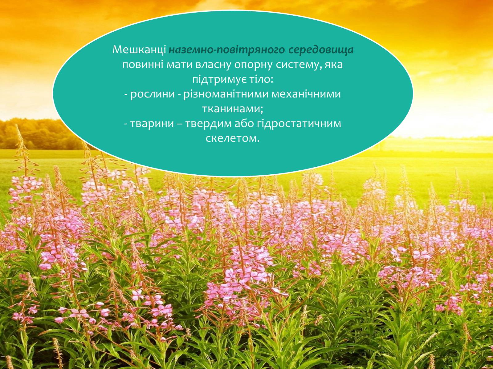 Презентація на тему «Наземно-повітряне середовище існування» (варіант 4) - Слайд #10 Презентація на тему «Наземно-повітряне середовище існування» (варіант 4) - Слайд #10