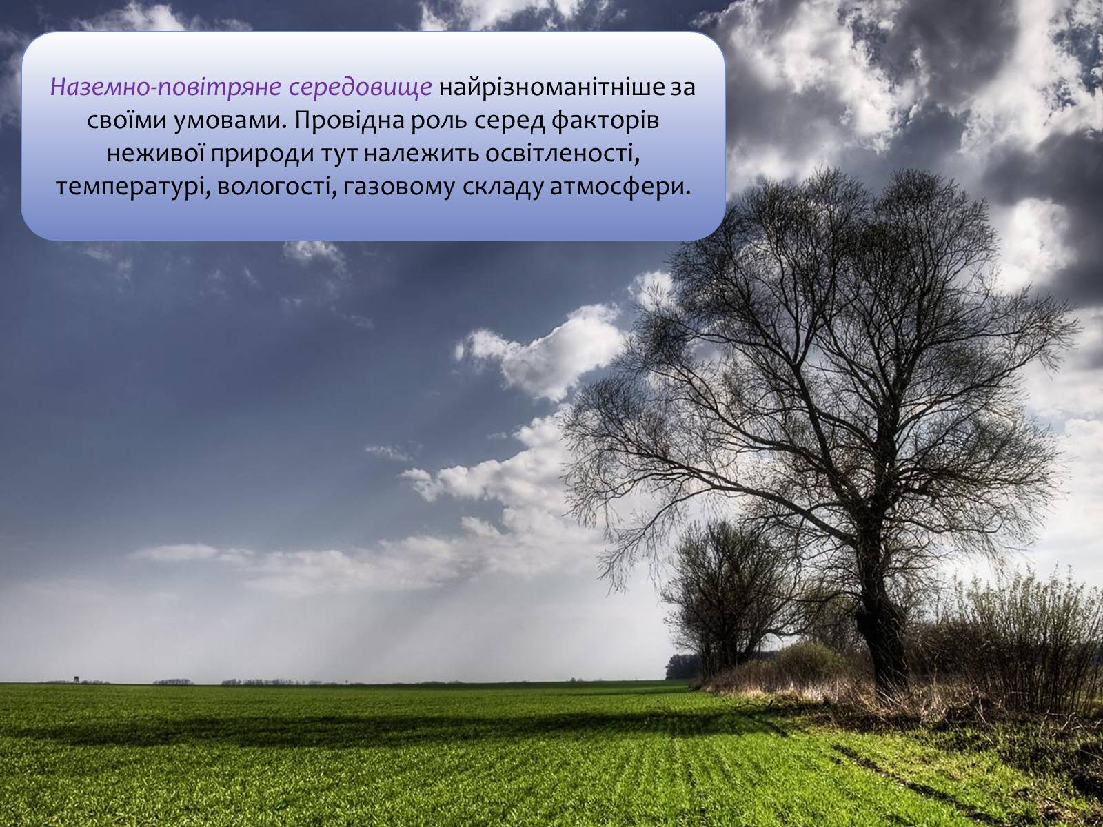 Презентація на тему «Наземно-повітряне середовище існування» (варіант 4) - Слайд #11 Презентація на тему «Наземно-повітряне середовище існування» (варіант 4) - Слайд #11