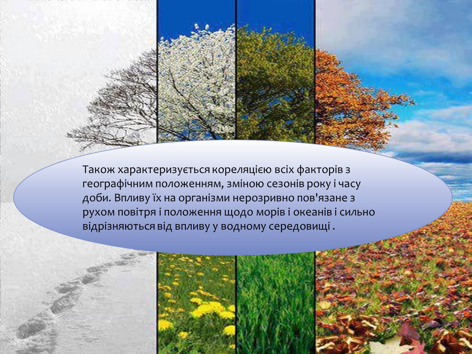 Презентація на тему «Наземно-повітряне середовище існування» (варіант 4) - Слайд #13 Презентація на тему «Наземно-повітряне середовище існування» (варіант 4) - Слайд #13