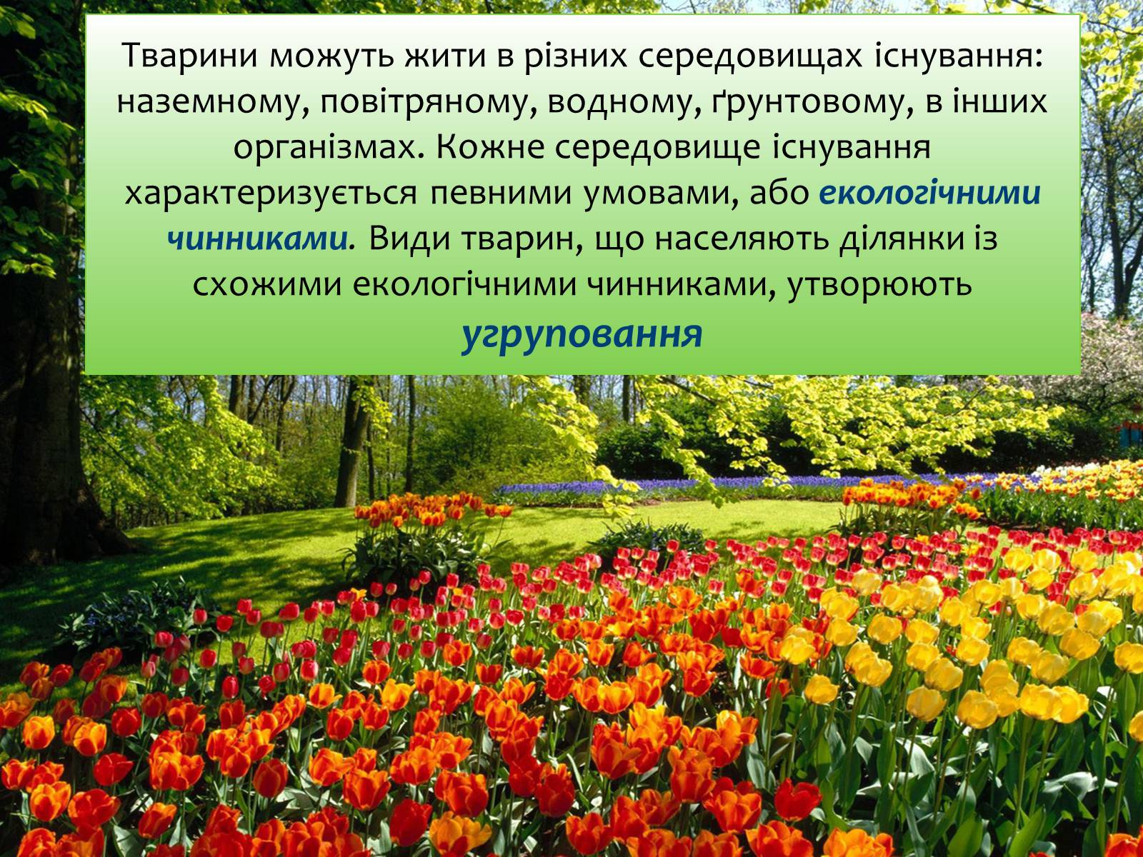 Презентація на тему «Наземно-повітряне середовище існування» (варіант 4) - Слайд #4 Презентація на тему «Наземно-повітряне середовище існування» (варіант 4) - Слайд #4