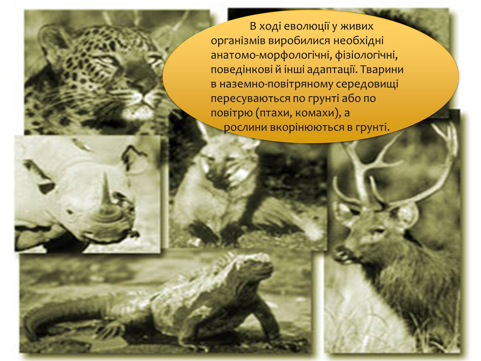 Презентація на тему «Наземно-повітряне середовище існування» (варіант 4) - Слайд #7 Презентація на тему «Наземно-повітряне середовище існування» (варіант 4) - Слайд #7