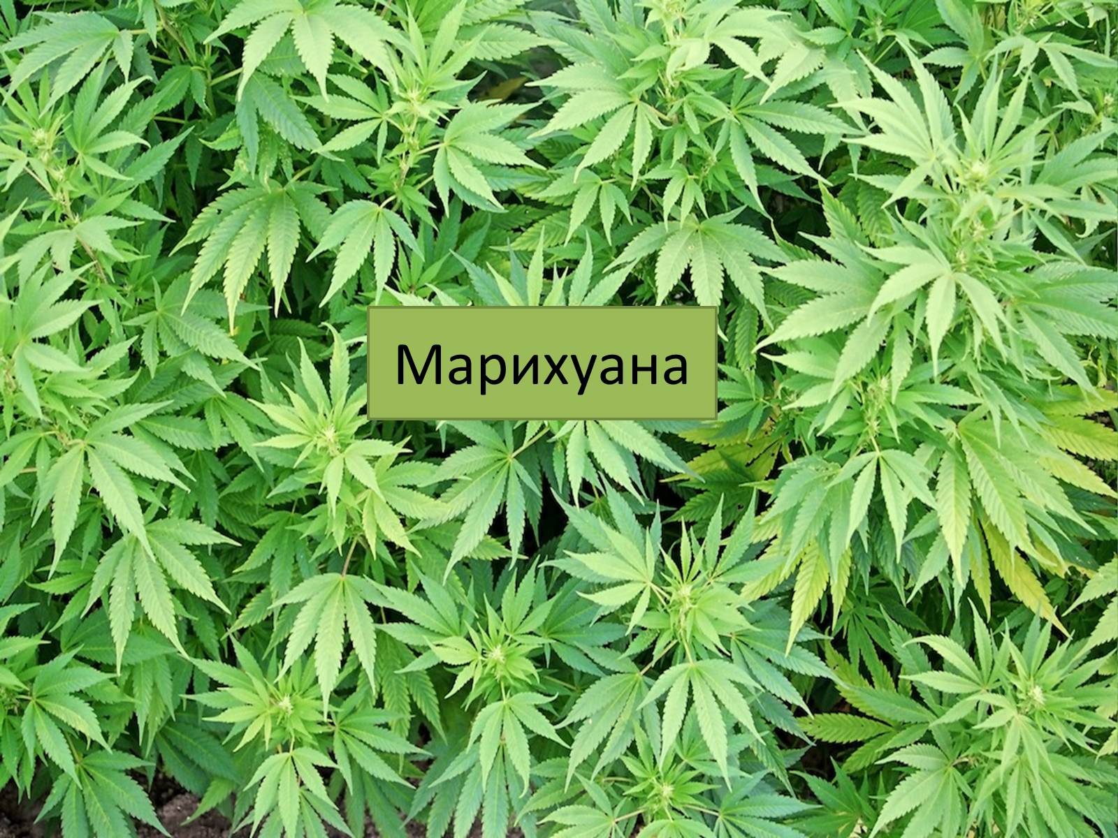 Презентація на тему «Вплив наркотиків на здоров’я людини» (варіант 1) - Слайд #5 Презентація на тему «Вплив наркотиків на здоров’я людини» (варіант 1) - Слайд #5