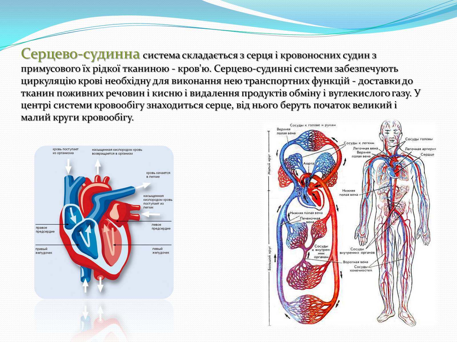 Презентація на тему «Серцево-судинні захворювання» - Слайд #2 Презентація на тему «Серцево-судинні захворювання» - Слайд #2