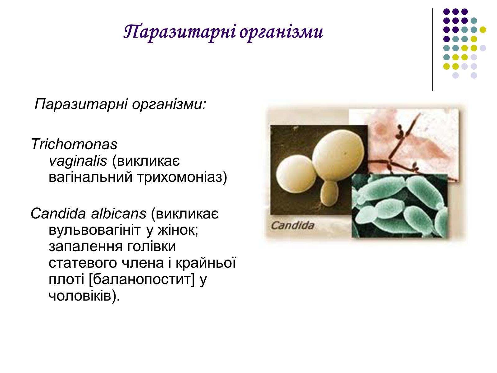 Презентація на тему «ВІЛ. СНІД. інфекції ІПСШ: шляхи передачі і методи захисту» (варіант 5) - Слайд #15 Презентація на тему «ВІЛ. СНІД. інфекції ІПСШ: шляхи передачі і методи захисту» (варіант 5) - Слайд #15