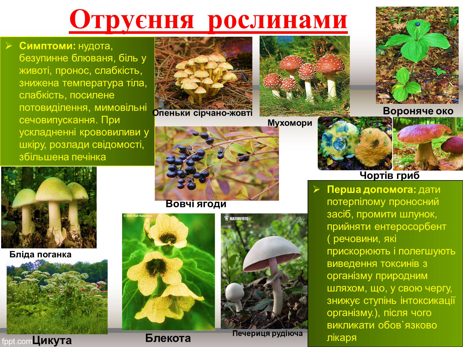Презентація на тему «Перша допомога при отруєннях» (варіант 1) - Слайд #7 Презентація на тему «Перша допомога при отруєннях» (варіант 1) - Слайд #7
