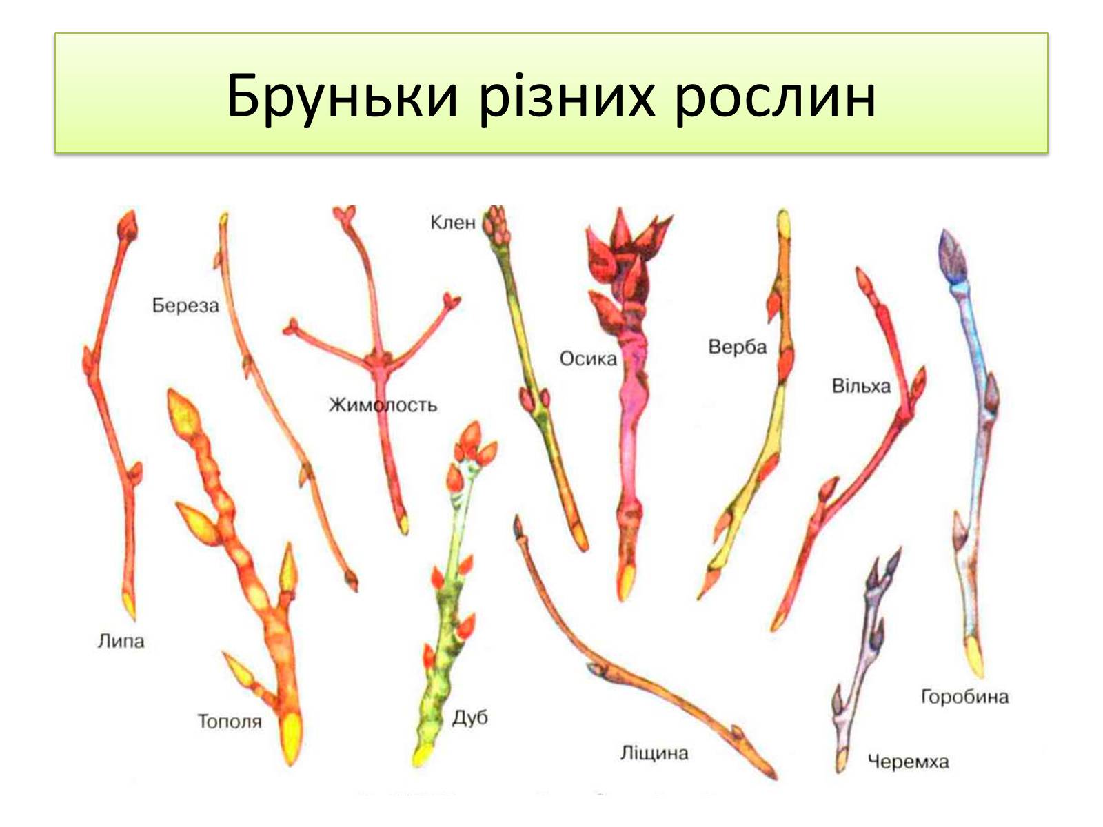 Презентація на тему «Пагін. Його будова» - Слайд #11 Презентація на тему «Пагін. Його будова» - Слайд #11
