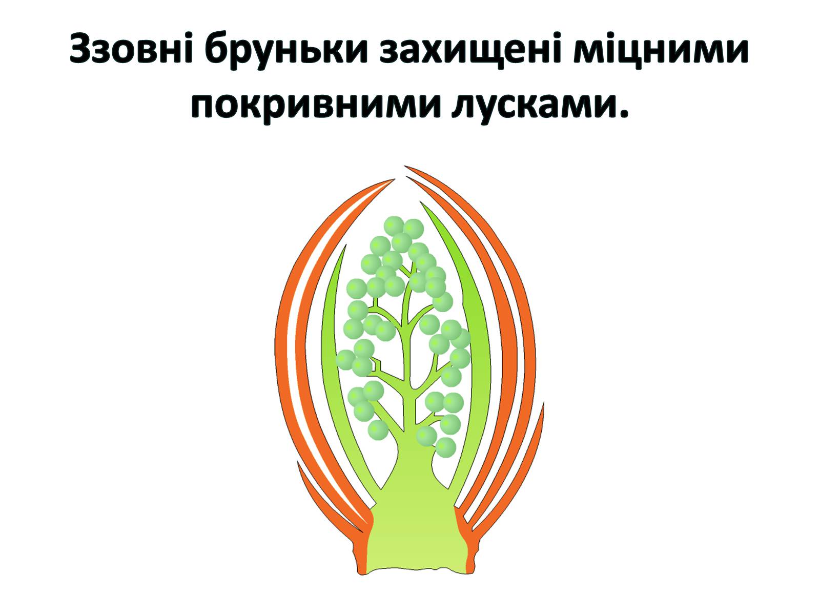 Презентація на тему «Пагін. Його будова» - Слайд #13 Презентація на тему «Пагін. Його будова» - Слайд #13