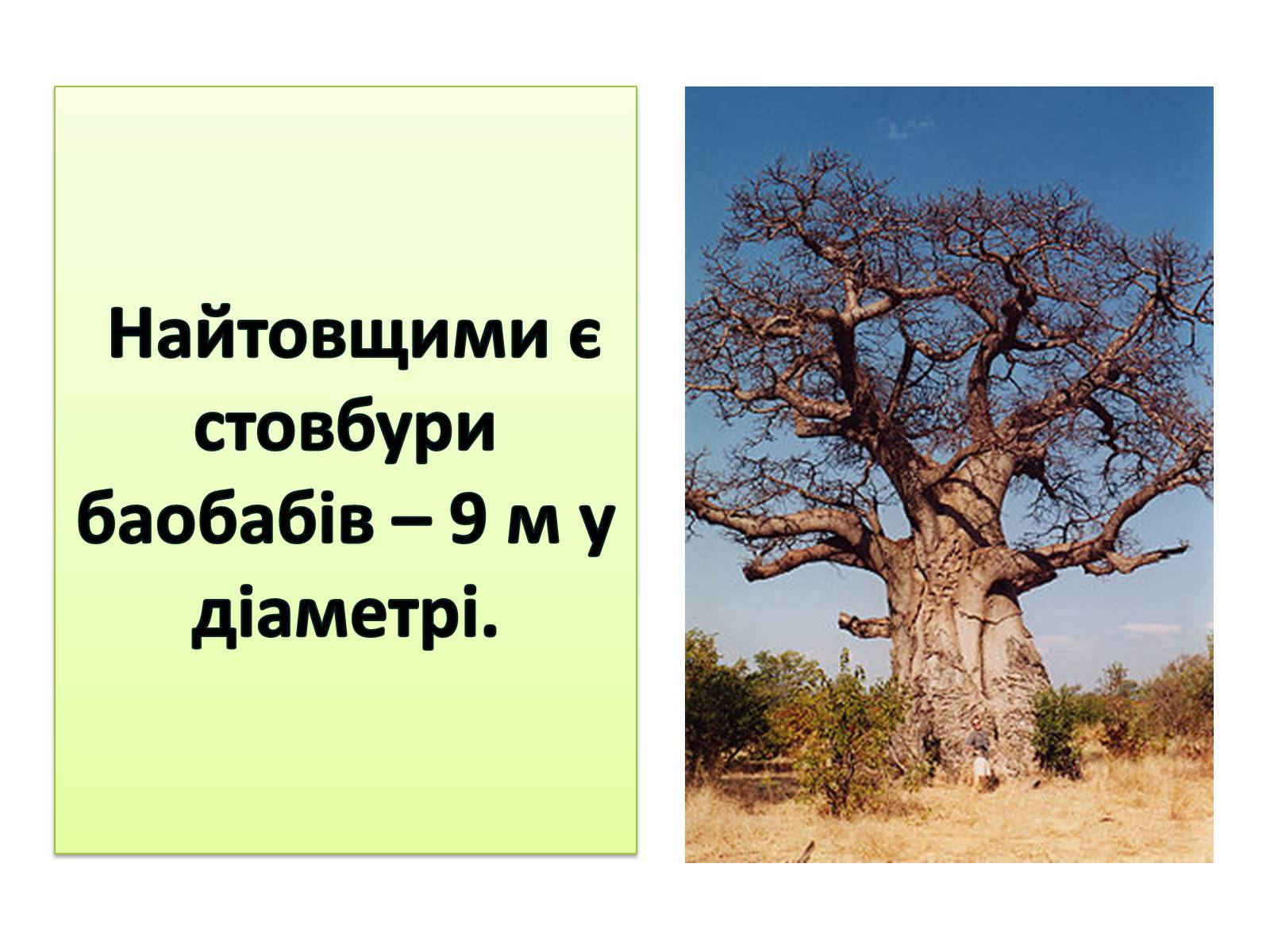 Презентація на тему «Пагін. Його будова» - Слайд #15 Презентація на тему «Пагін. Його будова» - Слайд #15