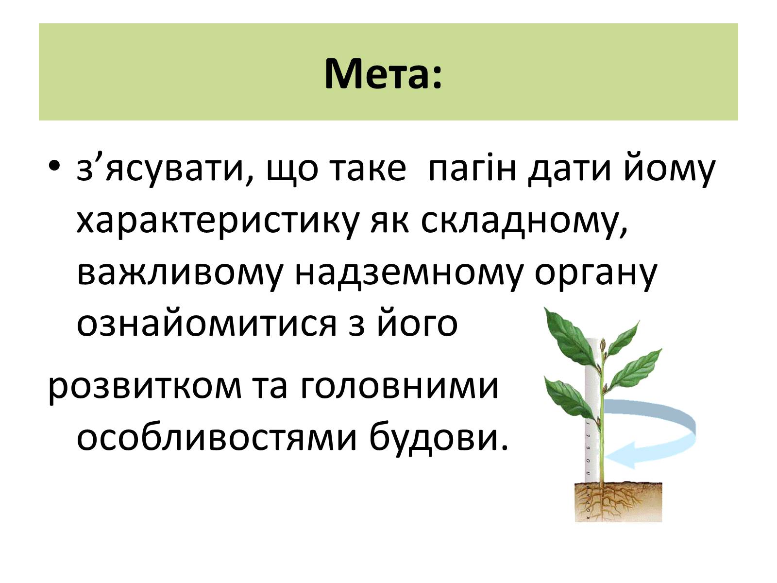Презентація на тему «Пагін. Його будова» - Слайд #3 Презентація на тему «Пагін. Його будова» - Слайд #3