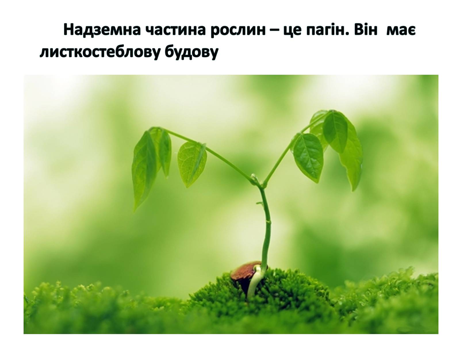 Презентація на тему «Пагін. Його будова» - Слайд #4 Презентація на тему «Пагін. Його будова» - Слайд #4