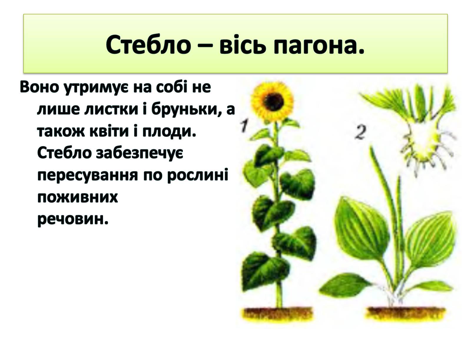 Презентація на тему «Пагін. Його будова» - Слайд #6 Презентація на тему «Пагін. Його будова» - Слайд #6
