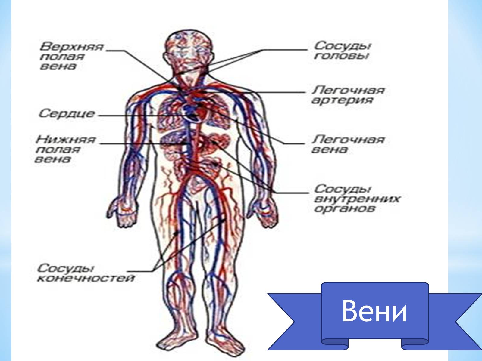 Презентація на тему «Кровоносна система» (варіант 1) - Слайд #11 Презентація на тему «Кровоносна система» (варіант 1) - Слайд #11