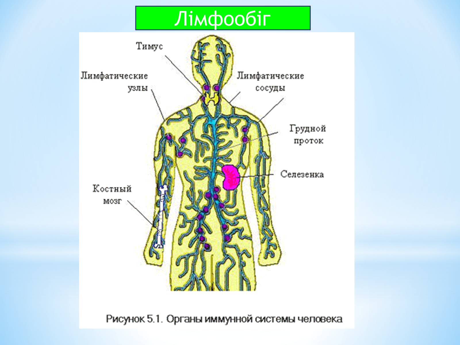 Презентація на тему «Кровоносна система» (варіант 1) - Слайд #17 Презентація на тему «Кровоносна система» (варіант 1) - Слайд #17