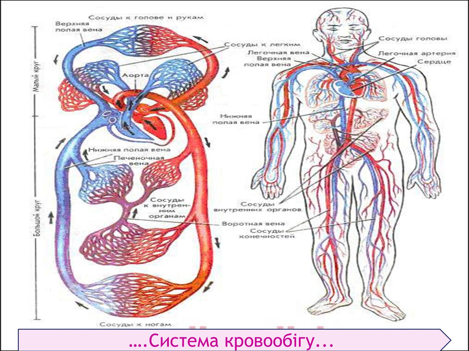 Презентація на тему «Кровоносна система» (варіант 1) - Слайд #7 Презентація на тему «Кровоносна система» (варіант 1) - Слайд #7