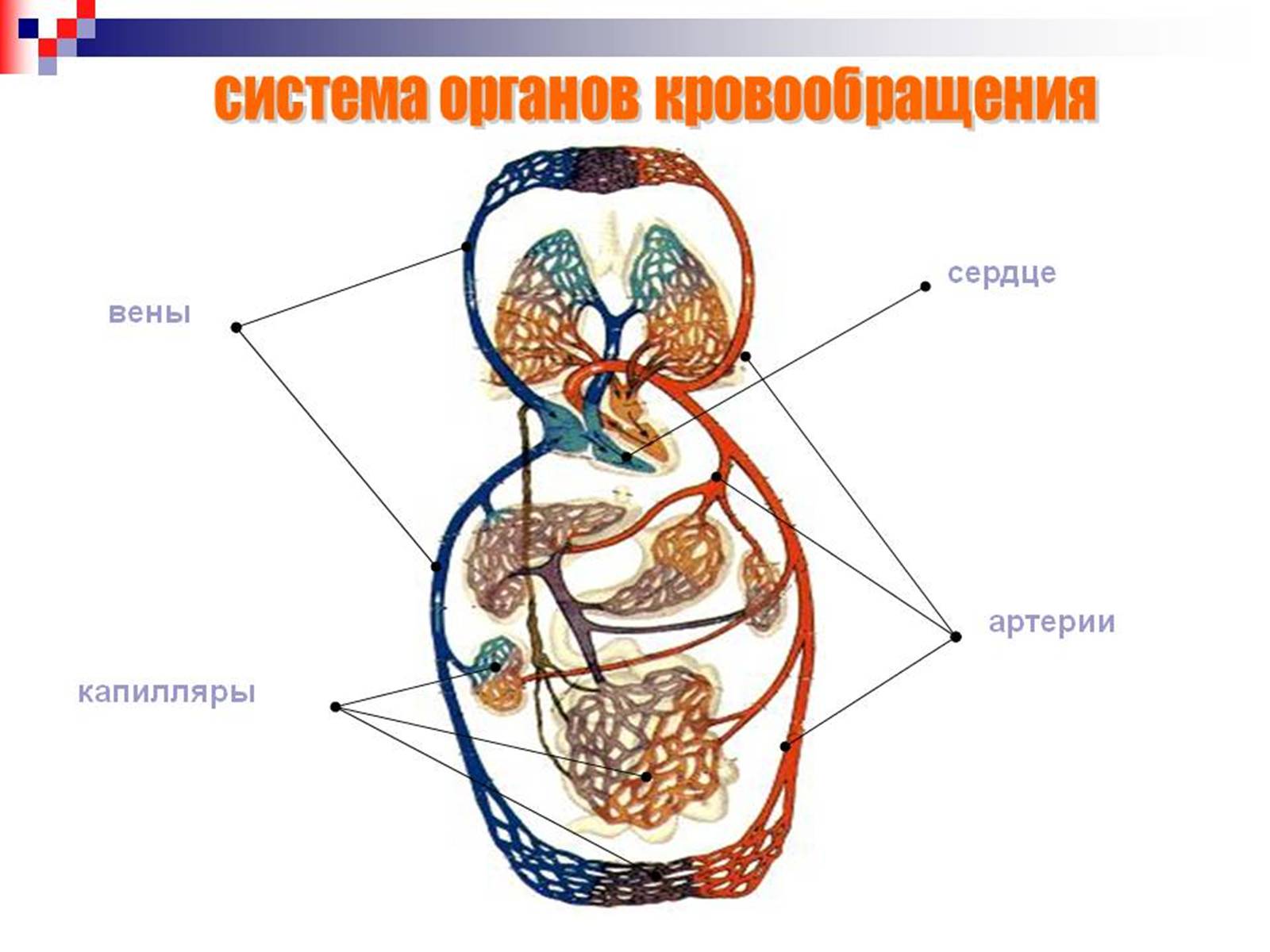 Презентація на тему «Кровоносна система» (варіант 1) - Слайд #8 Презентація на тему «Кровоносна система» (варіант 1) - Слайд #8