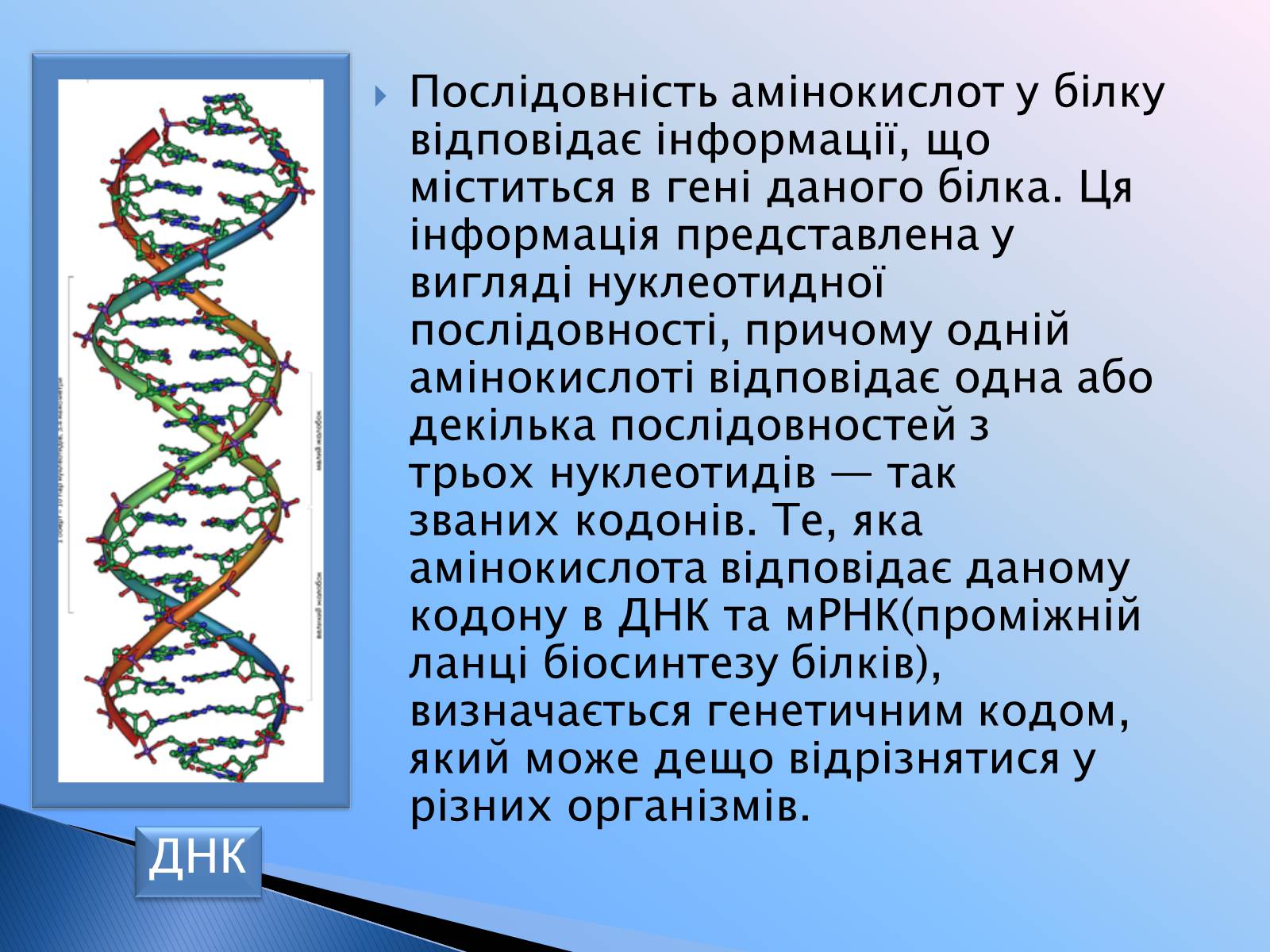 Презентація на тему «Білки» (варіант 9) - Слайд #27 Презентація на тему «Білки» (варіант 9) - Слайд #27
