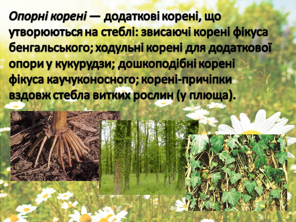 Презентація на тему «Рослини» - Слайд #10 Презентація на тему «Рослини» - Слайд #10