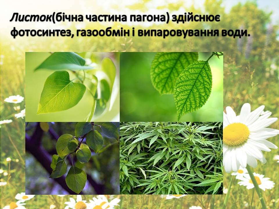Презентація на тему «Рослини» - Слайд #11 Презентація на тему «Рослини» - Слайд #11