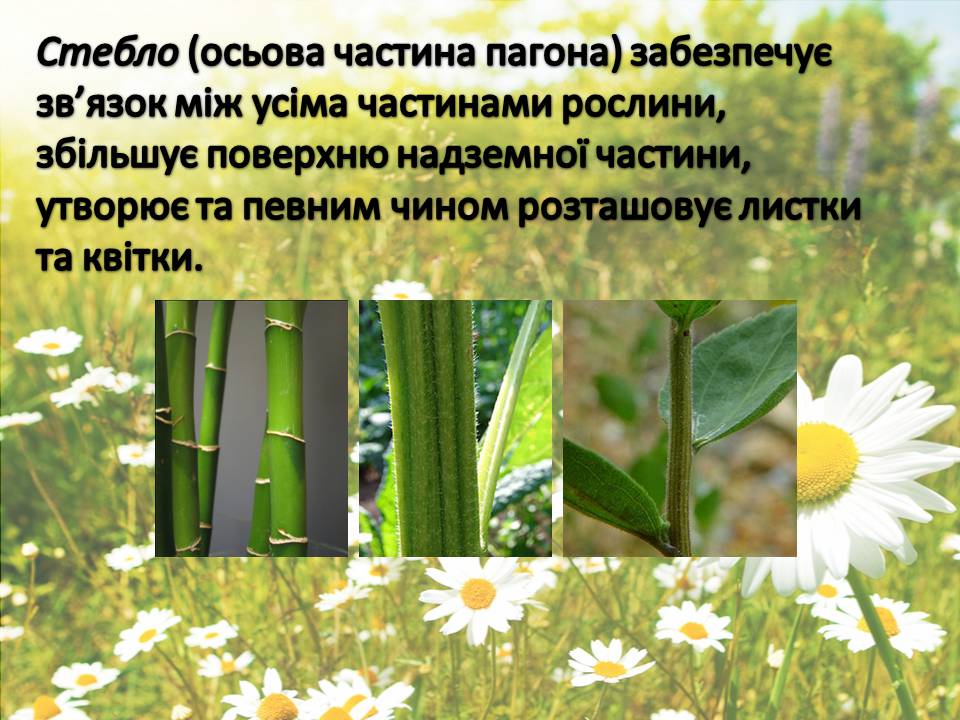Презентація на тему «Рослини» - Слайд #12 Презентація на тему «Рослини» - Слайд #12