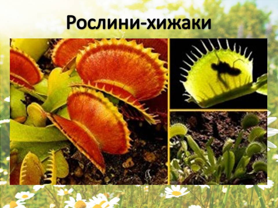 Презентація на тему «Рослини» - Слайд #14 Презентація на тему «Рослини» - Слайд #14
