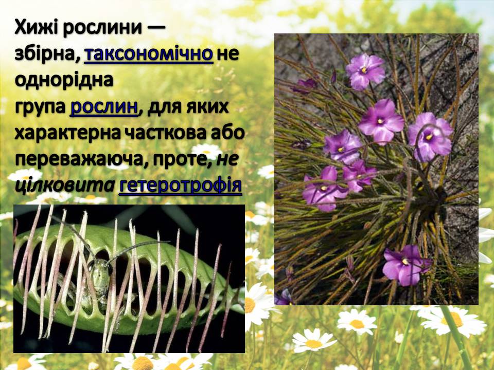Презентація на тему «Рослини» - Слайд #15 Презентація на тему «Рослини» - Слайд #15