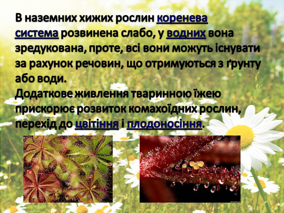 Презентація на тему «Рослини» - Слайд #18 Презентація на тему «Рослини» - Слайд #18