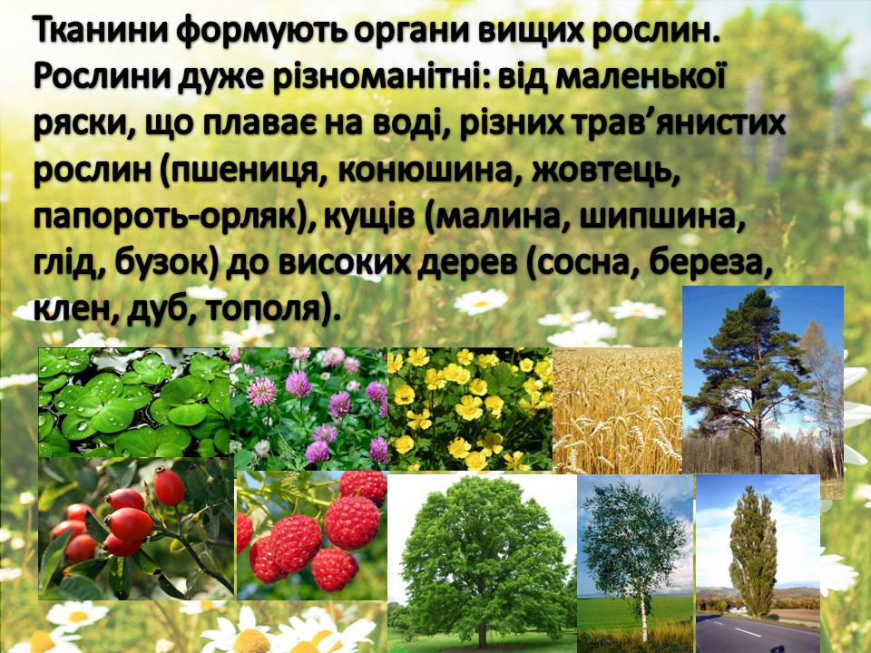 Презентація на тему «Рослини» - Слайд #2 Презентація на тему «Рослини» - Слайд #2
