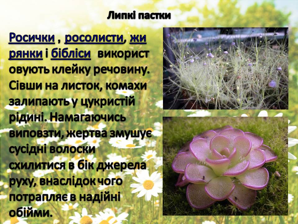 Презентація на тему «Рослини» - Слайд #23 Презентація на тему «Рослини» - Слайд #23