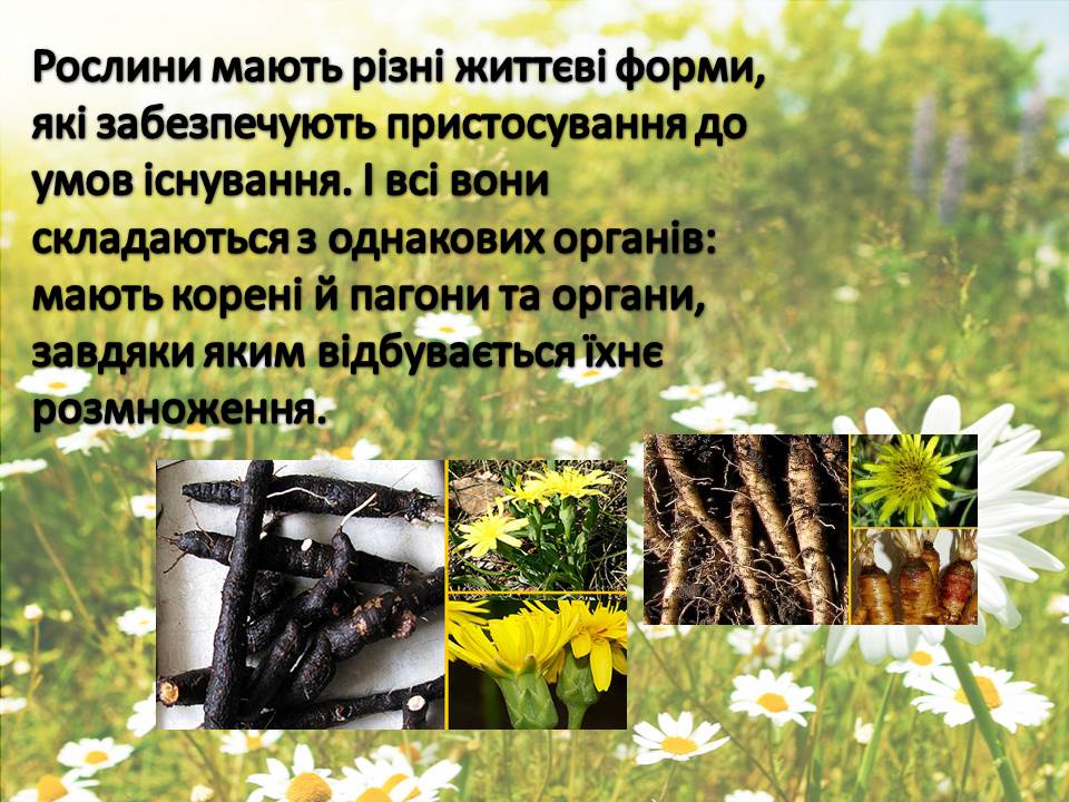 Презентація на тему «Рослини» - Слайд #3 Презентація на тему «Рослини» - Слайд #3