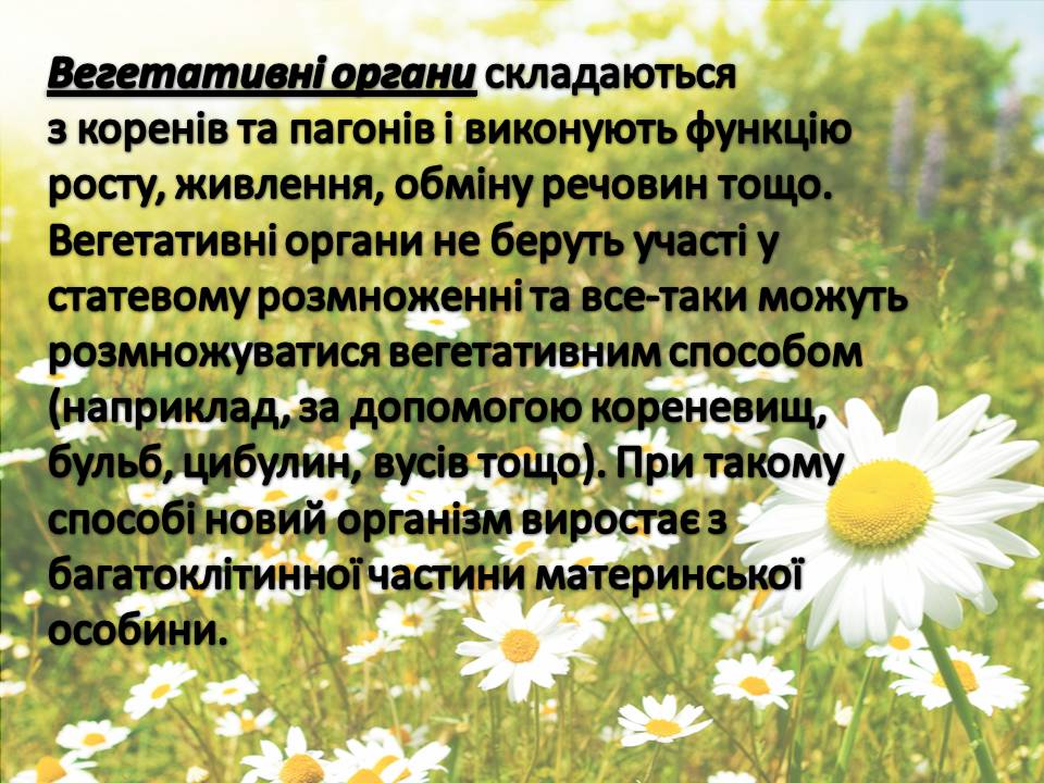 Презентація на тему «Рослини» - Слайд #4 Презентація на тему «Рослини» - Слайд #4