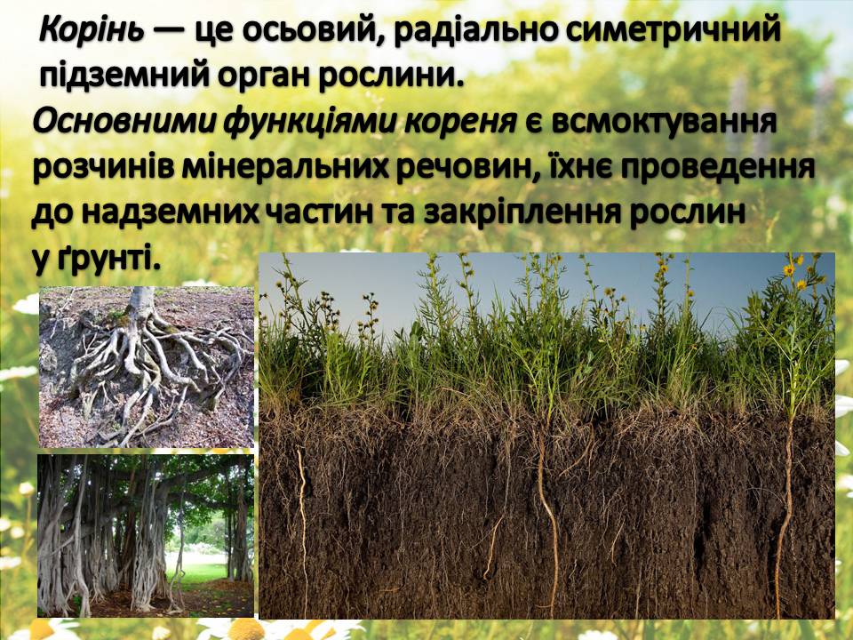 Презентація на тему «Рослини» - Слайд #5 Презентація на тему «Рослини» - Слайд #5