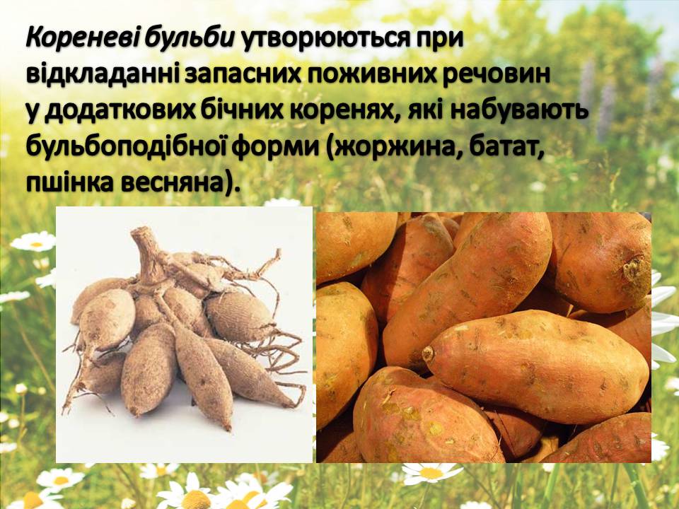 Презентація на тему «Рослини» - Слайд #7 Презентація на тему «Рослини» - Слайд #7
